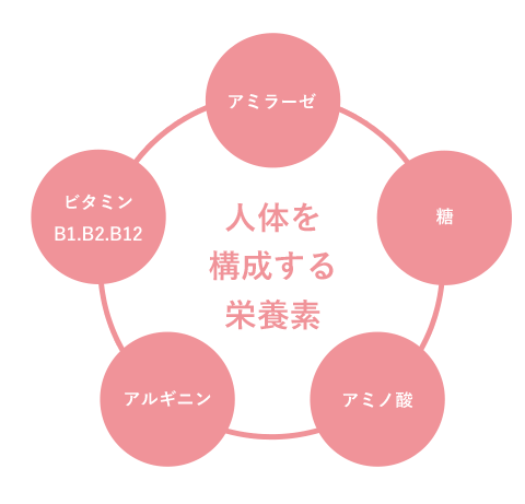 人体を構成する栄養素 アミラーゼ／糖／アミノ酸／アルギニン／ビタミンB1.B2.B12