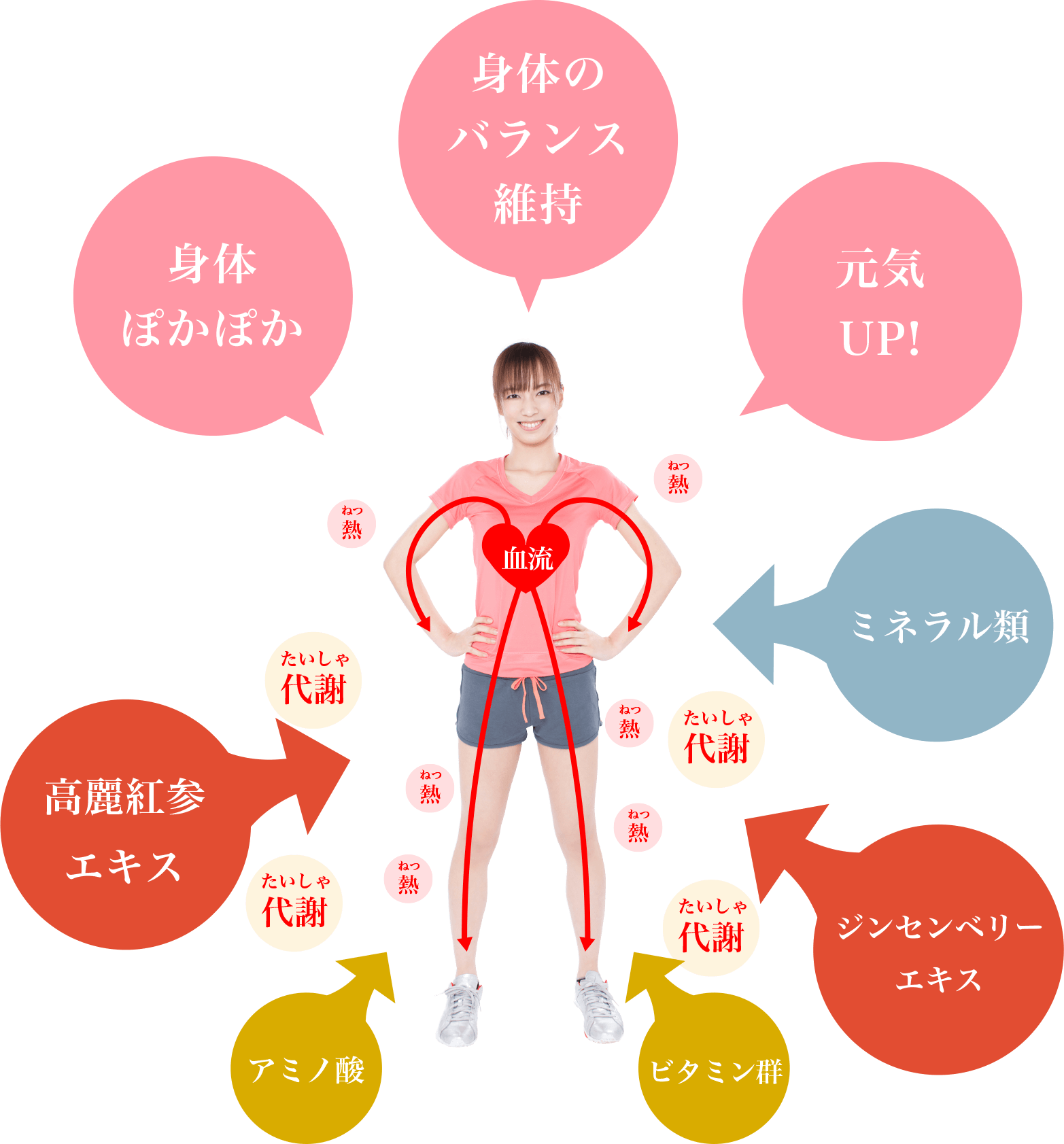 高麗紅参・ジンセンベリーの体へのはたらき図解