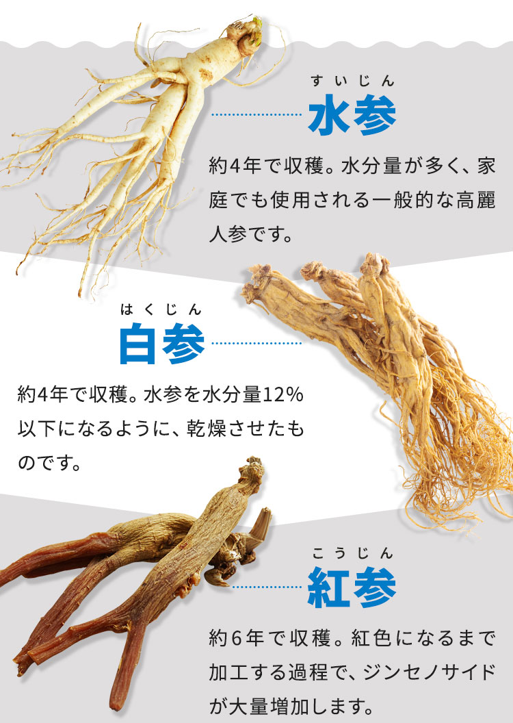 高麗人参の分類