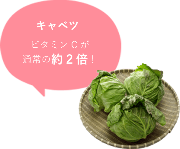 キャベツ ビタミンCが通常の約2倍