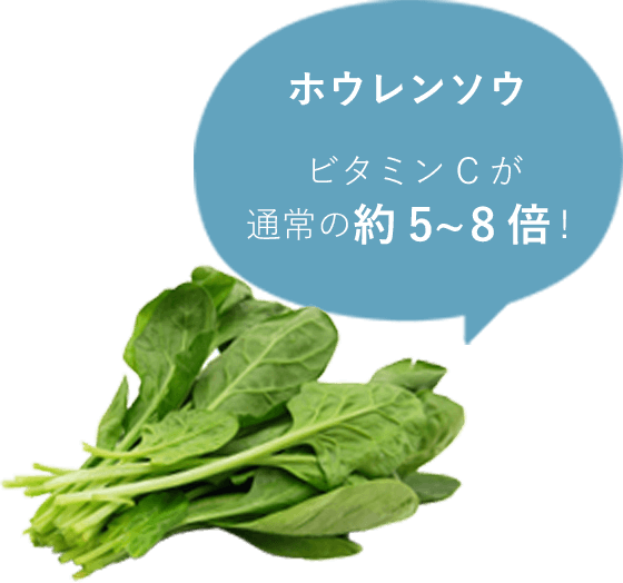 ホウレンソウ ビタミンCが通常の約5~8倍!