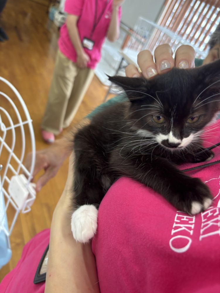 SEKIねこ同好会のスタッフの肩にのる白黒の子猫