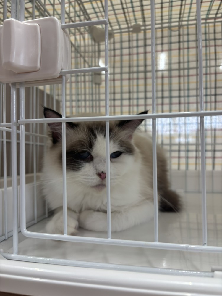 ケージの中で新しい家族を待つ保護猫